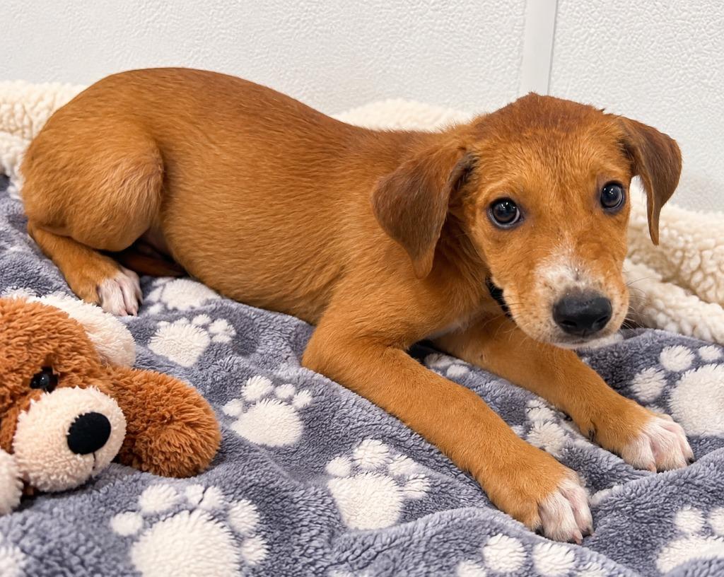 Zander, Adoptable, Puppy Male Australian Cattle Dog / Blue Heeler & Border Collie.