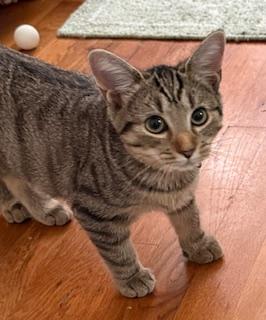 Mountain Minis: Brooks, a Adoptable Domestic Short Hair in Sterling, VA image 2/6