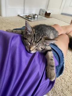 Mountain Minis: Brooks, a Adoptable Domestic Short Hair in Sterling, VA image 5/6