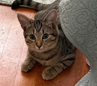 Mountain Minis: Brooks, a Adoptable Domestic Short Hair in Sterling, VA image 3/6