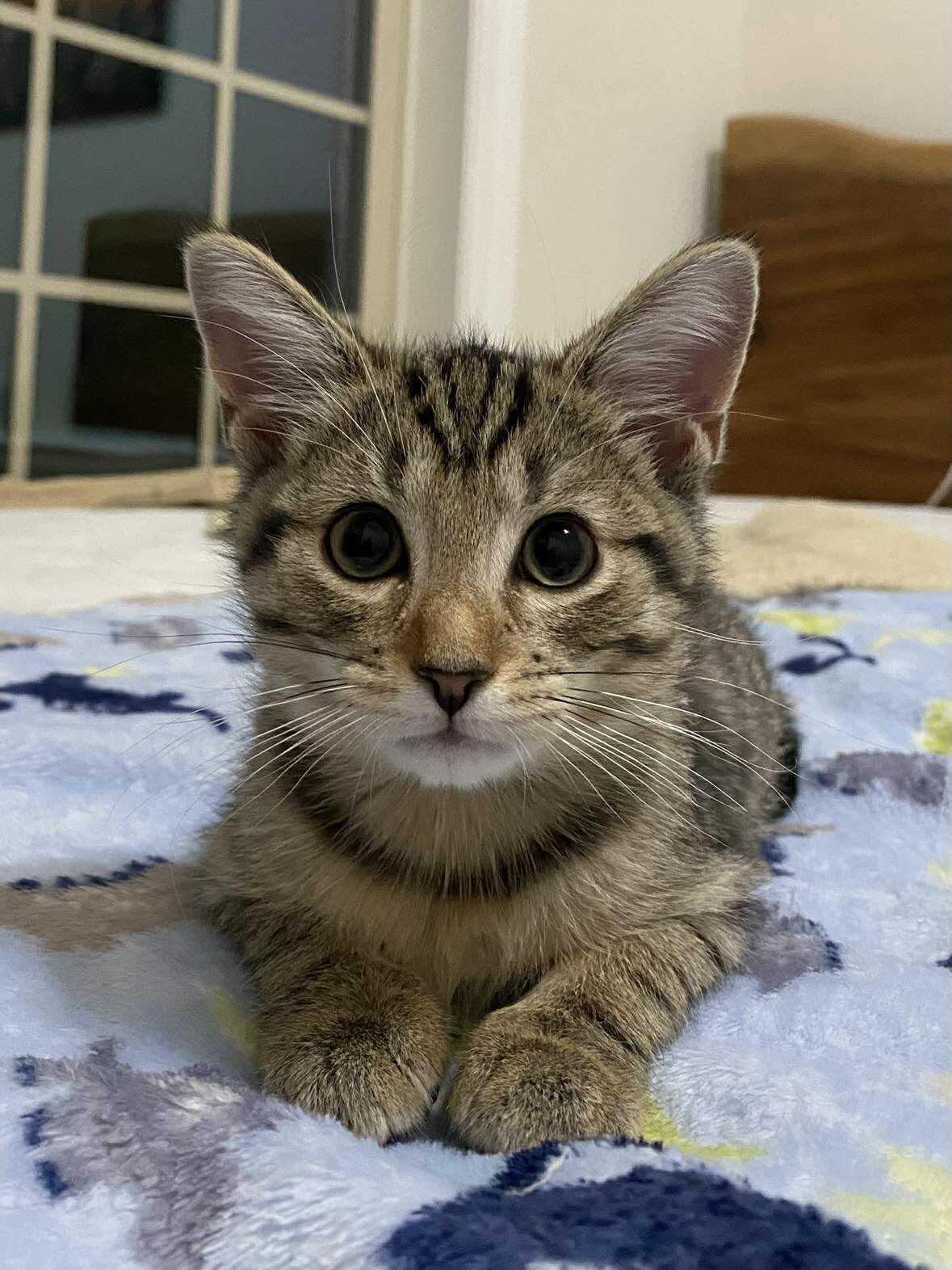 Mountain Minis: Brooks, Adoptable, Kitten Female Domestic Short Hair.