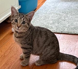 Mountain Minis: Brooks, a Adoptable Domestic Short Hair in Sterling, VA image 4/6