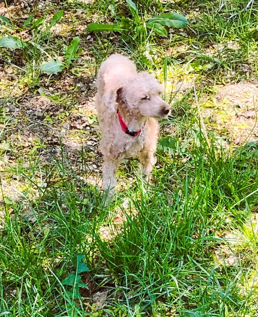 Goose (Poodle)
