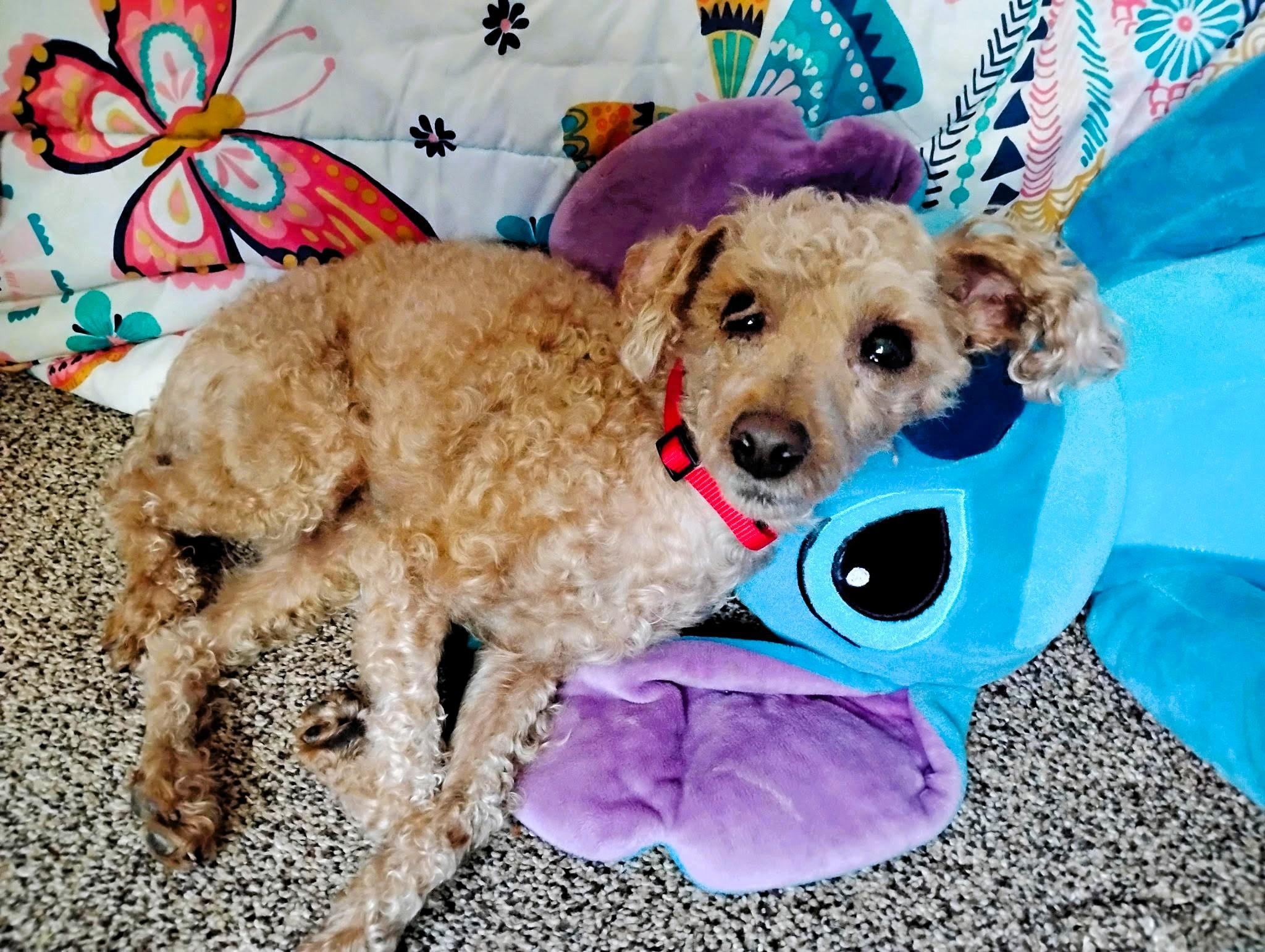 Goose (Poodle)