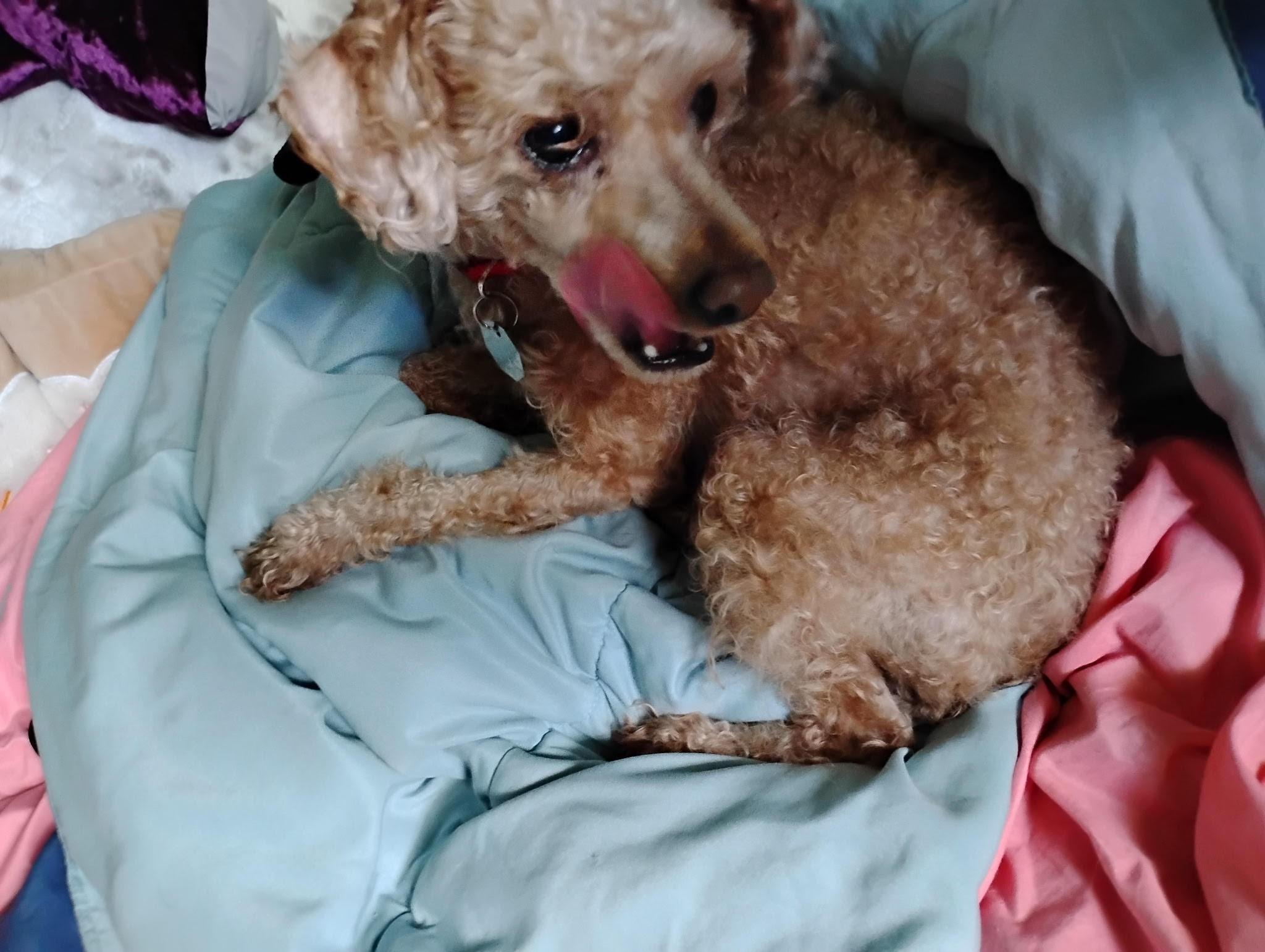 Goose (Poodle)