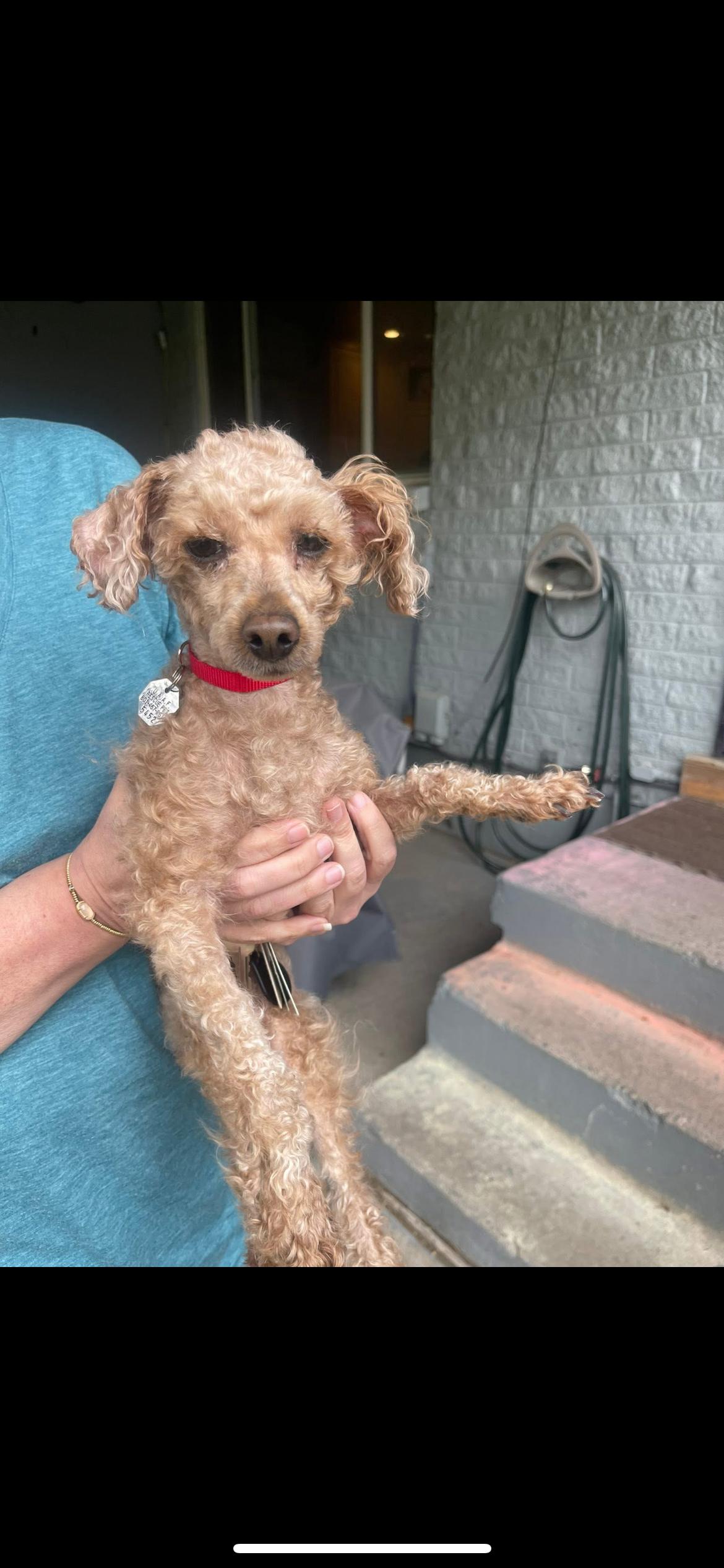 Goose (Poodle)