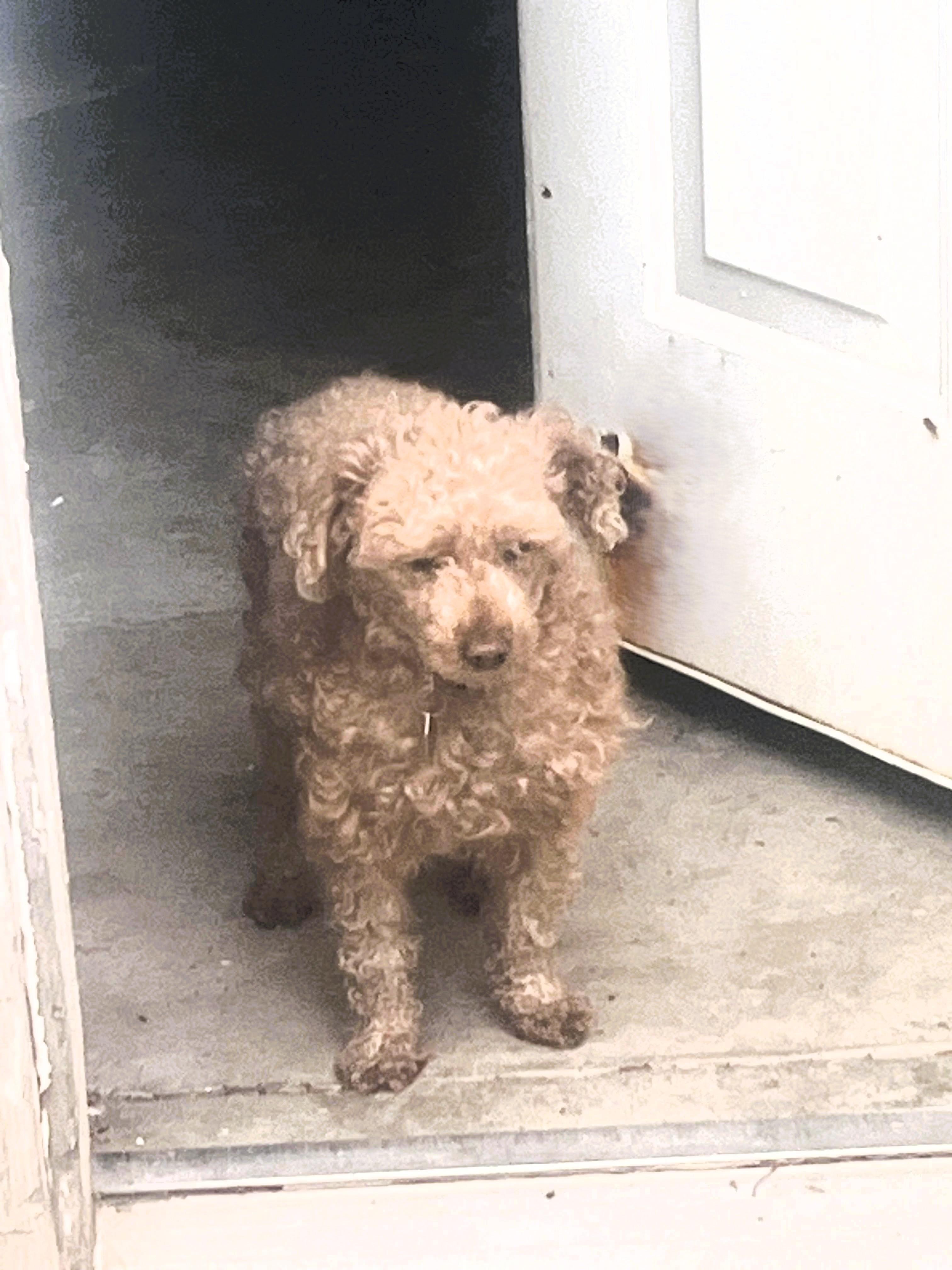 Goose (Poodle)