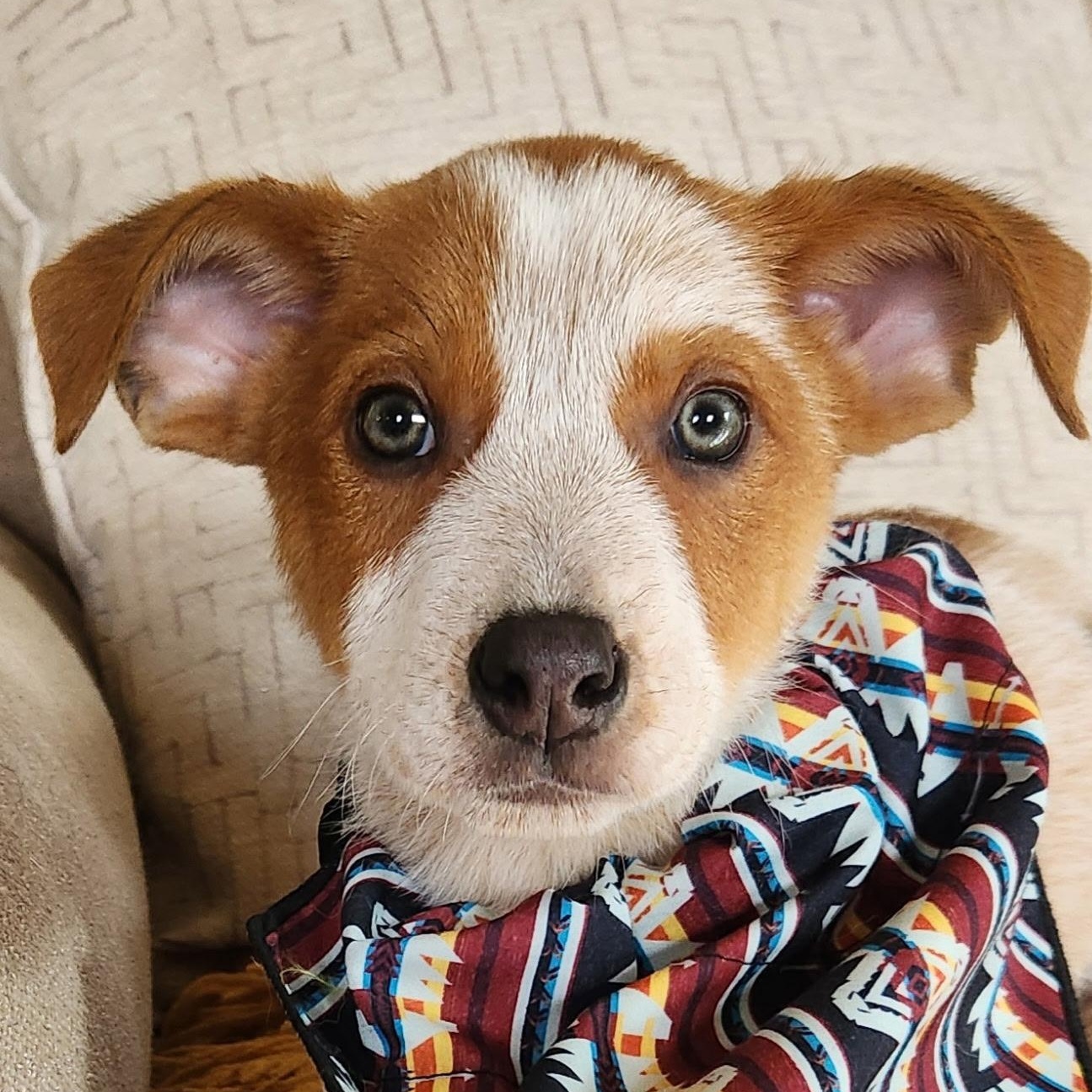 DEXTER, adopted, Puppy Male Australian Cattle Dog / Blue Heeler.