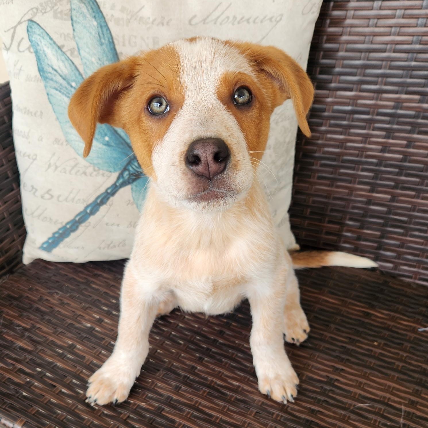Enlarge DEXTER, an adopted mixed breed in Schnecksville, PA image 2/3