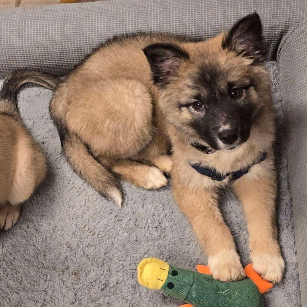 Enlarge Fluffy, a Adopted mixed breed in Fresno, CA image 3/5