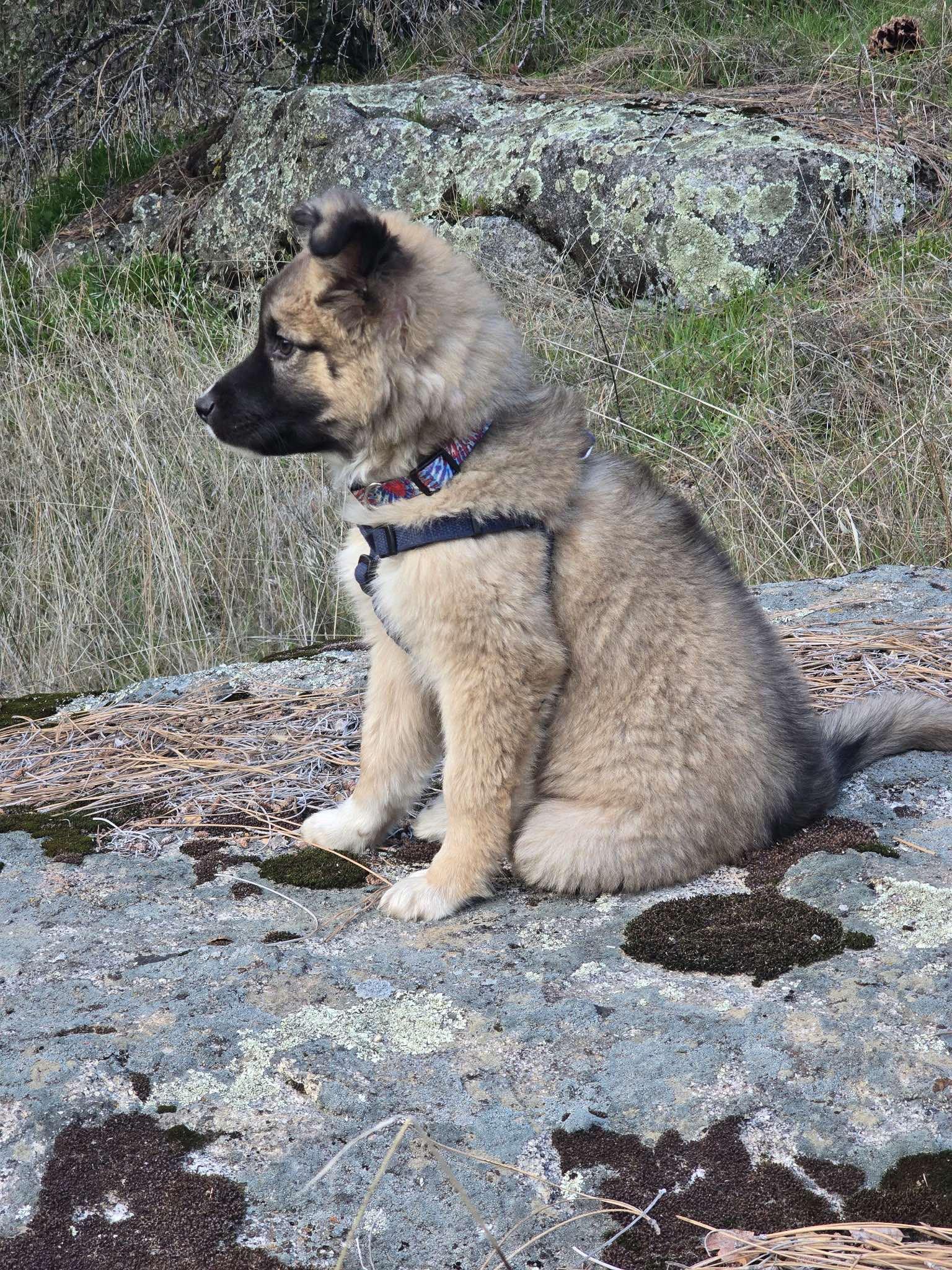 Fluffy, Adopted, Puppy Female Shepherd.