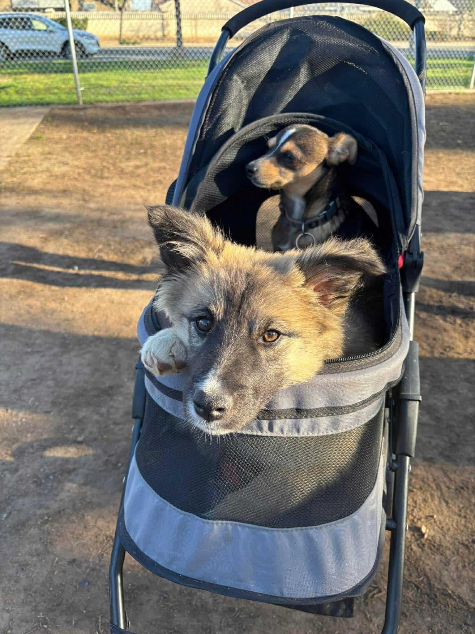 Enlarge Fluffy, a Adopted mixed breed in Fresno, CA image 2/5