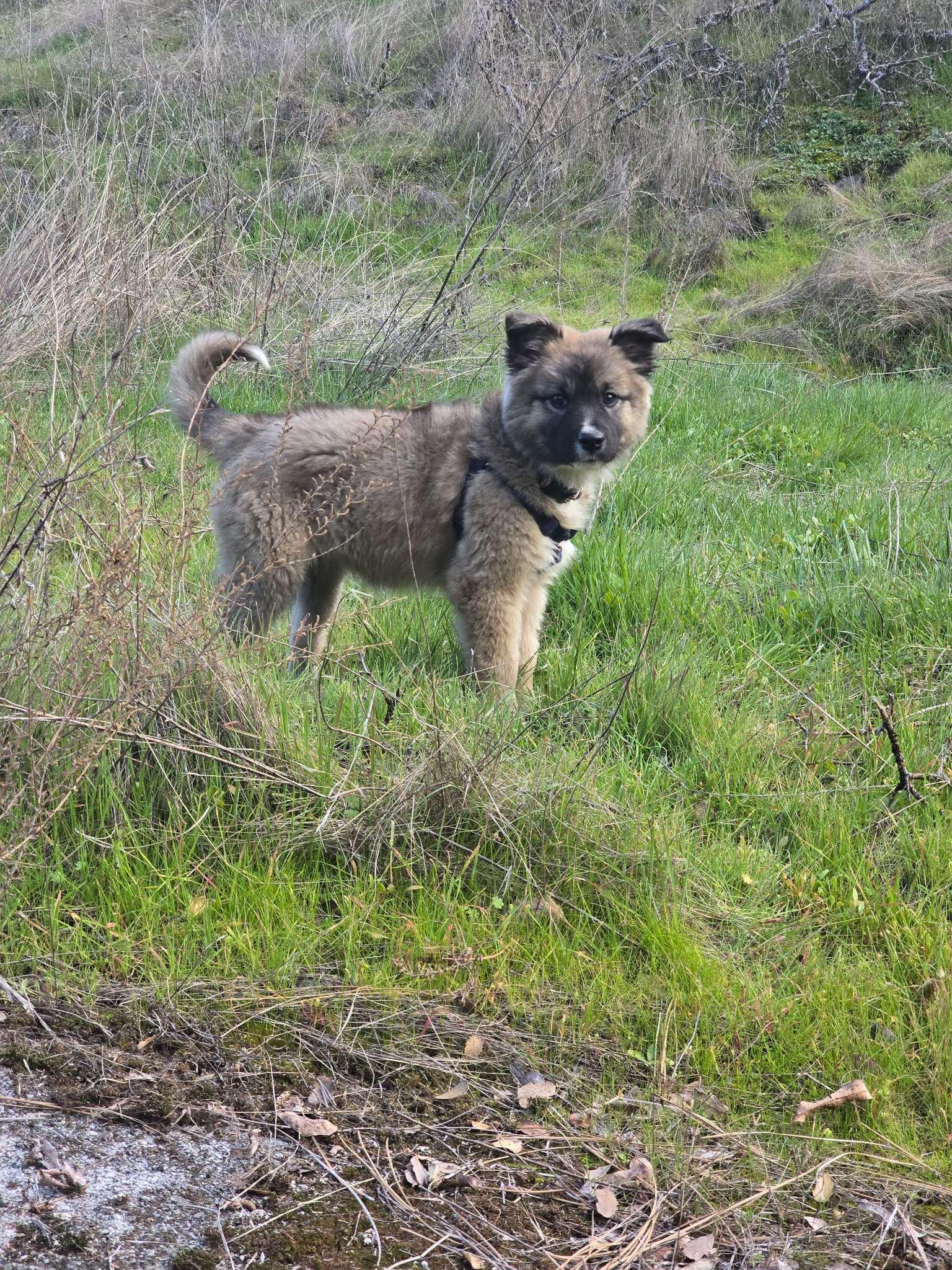 Enlarge Fluffy, a Adopted mixed breed in Fresno, CA image 4/5