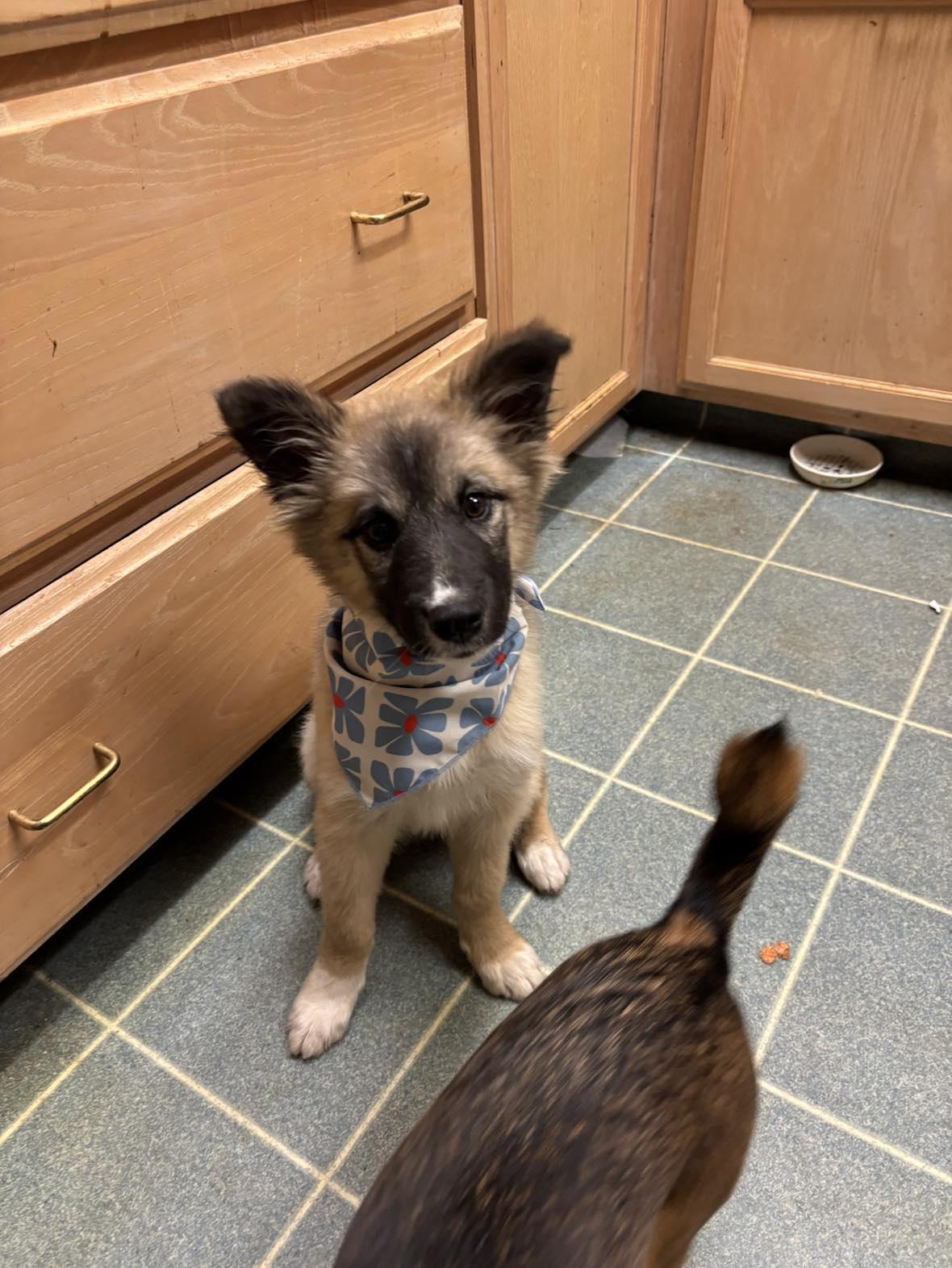 Enlarge Fluffy, a Adopted mixed breed in Fresno, CA image 1/5