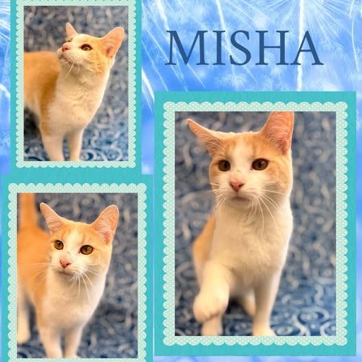 Misha, Adoptable, Young Male Domestic Short Hair.