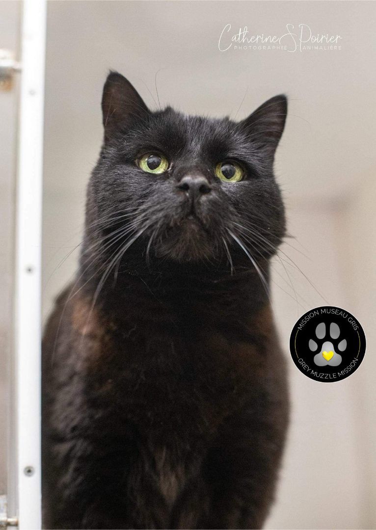 KELLY, an adopted Domestic Short Hair in Delson, QC_image-1