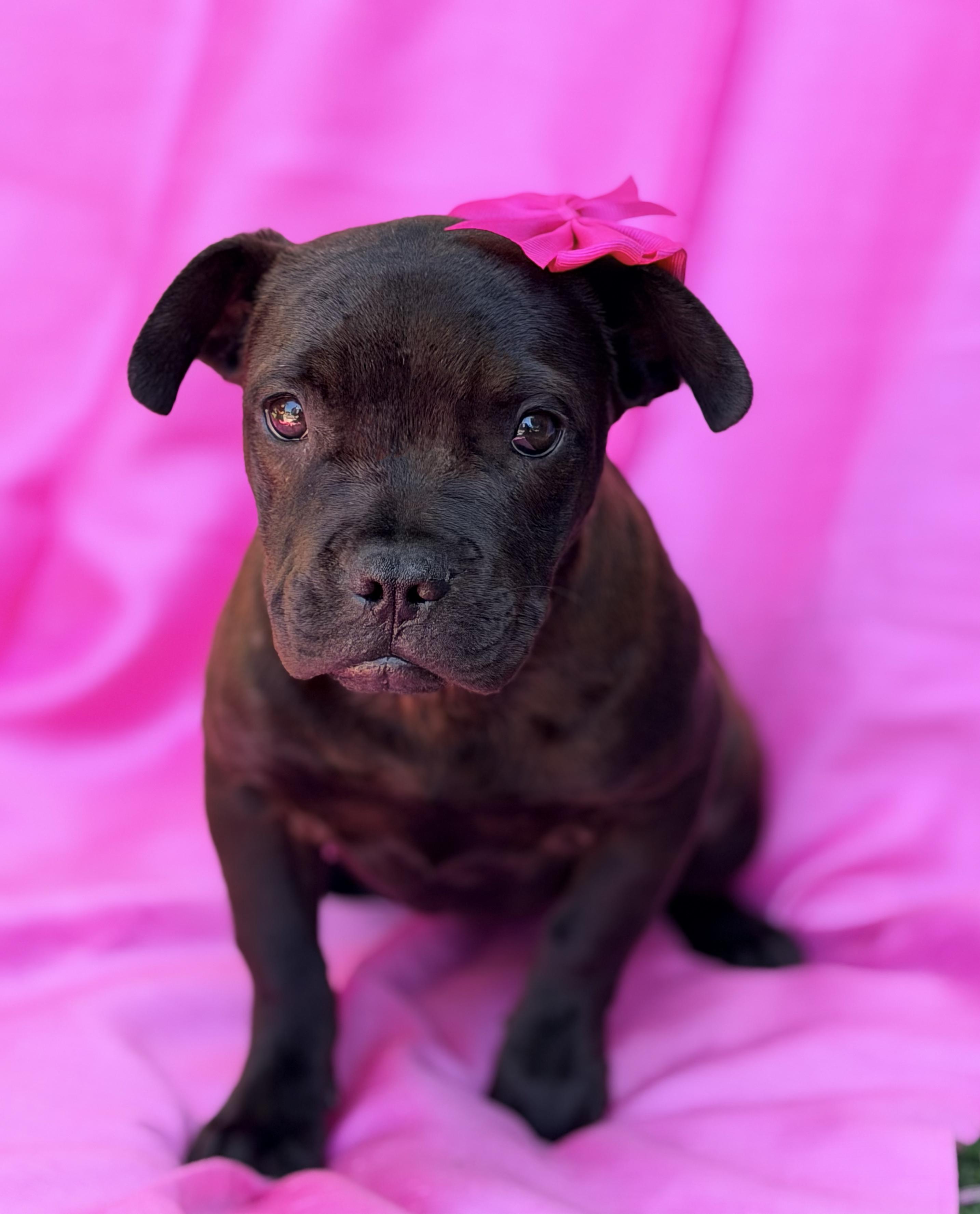 Enlarge LAYLA, a ADOPTABLE mixed breed in Rowland Heights, CA image 1/1