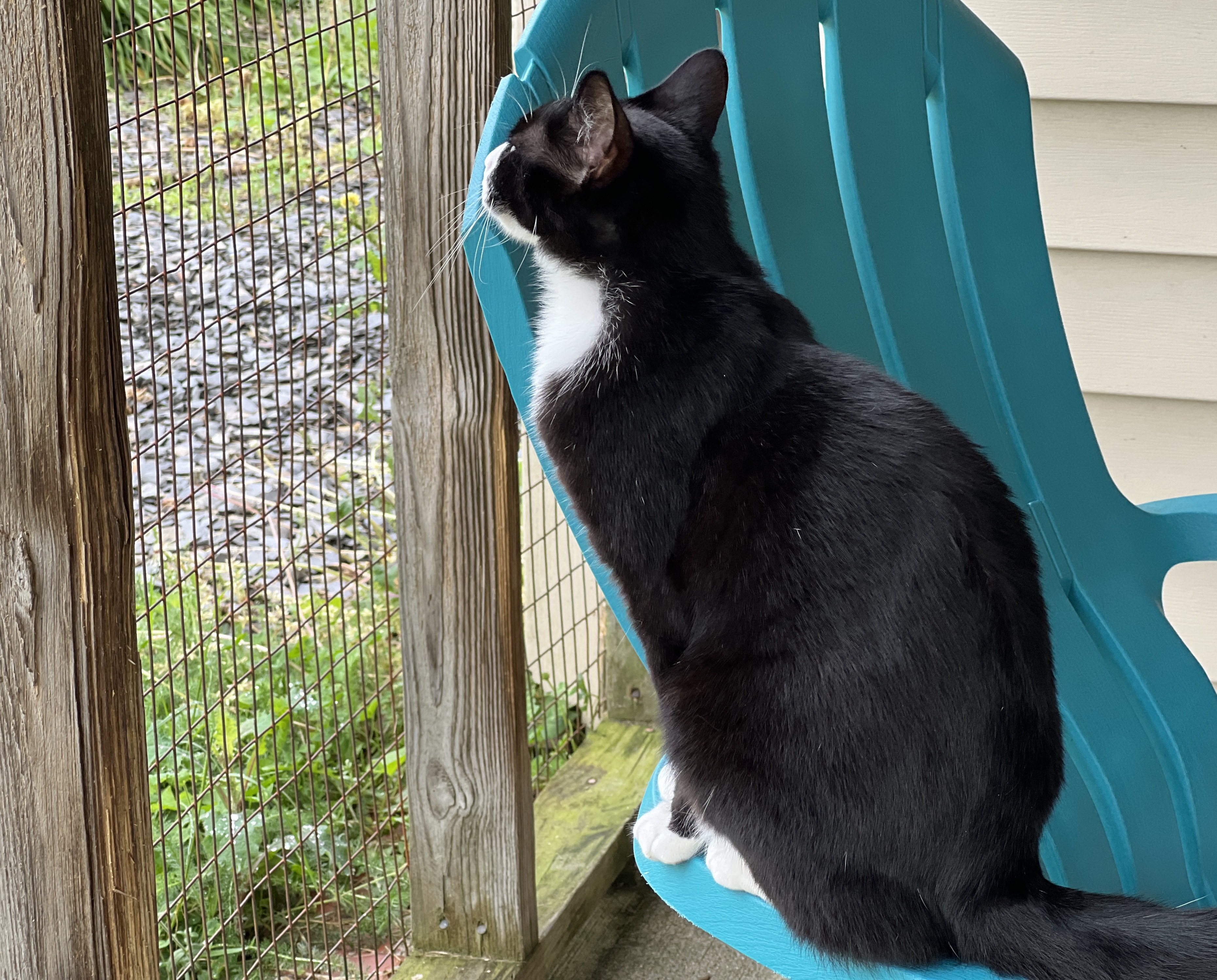 Enlarge Tully, a Adoptable Tuxedo in Palmyra, VA image 6/6