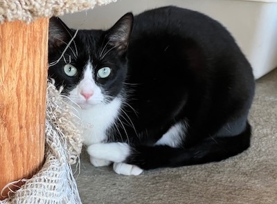 Enlarge Tully, a Adoptable Tuxedo in Palmyra, VA image 4/6