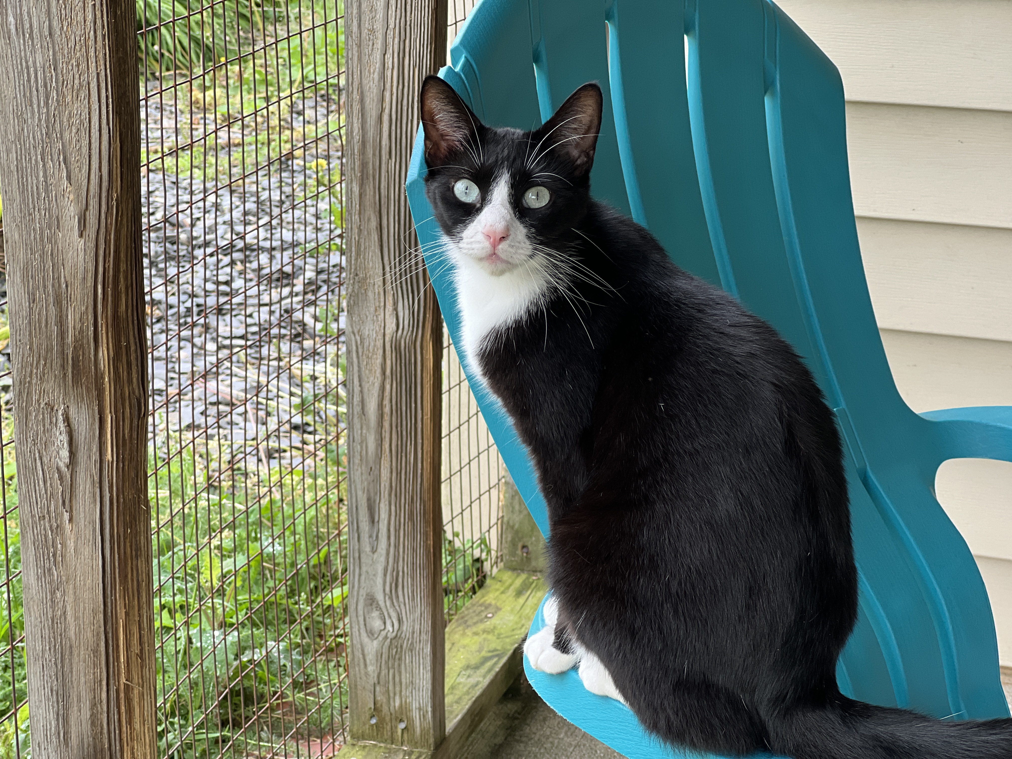 Enlarge Tully, a Adoptable Tuxedo in Palmyra, VA image 1/6