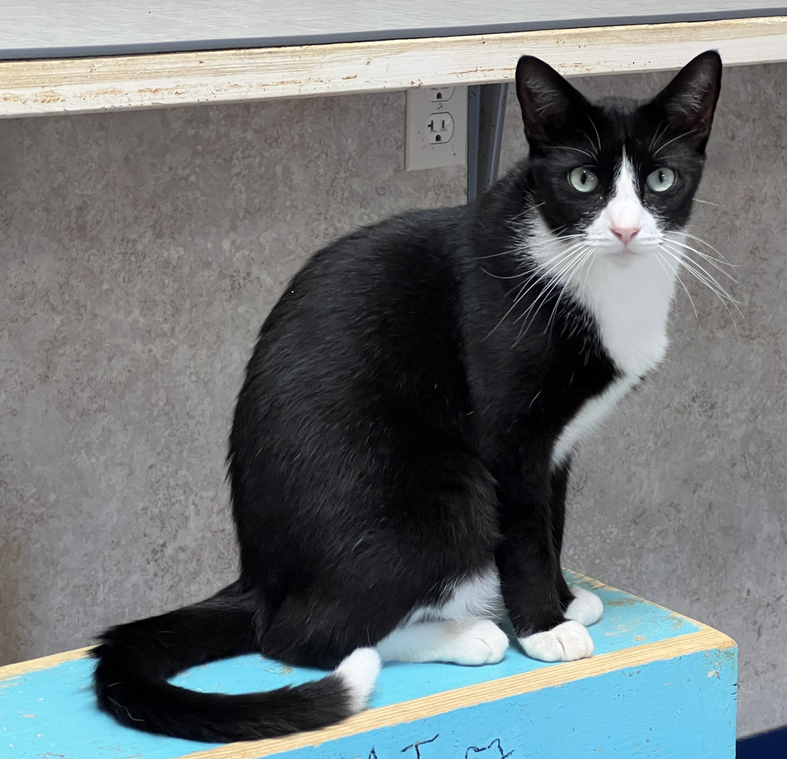 Enlarge Tully, a Adoptable Tuxedo in Palmyra, VA image 2/6