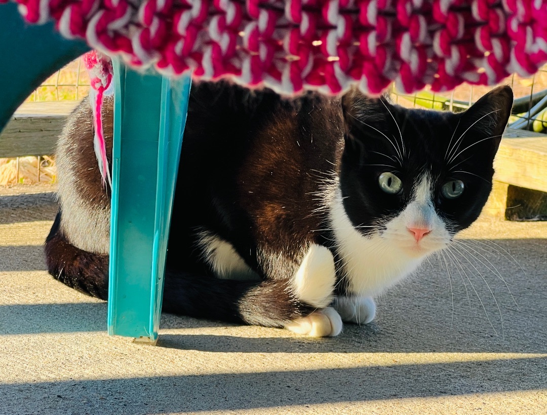 Enlarge Tully, a Adoptable Tuxedo in Palmyra, VA image 5/6