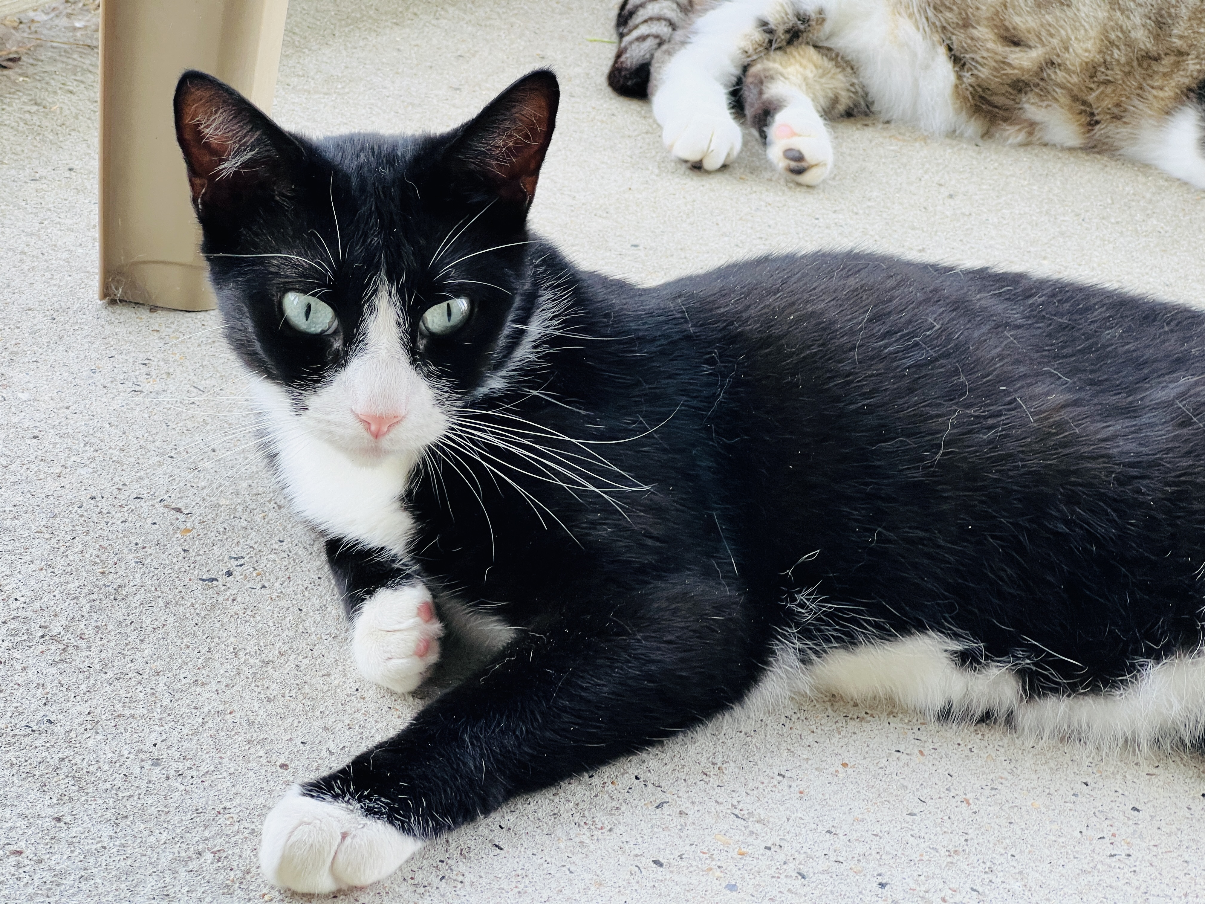 Enlarge Tully, a Adoptable Tuxedo in Palmyra, VA image 3/6