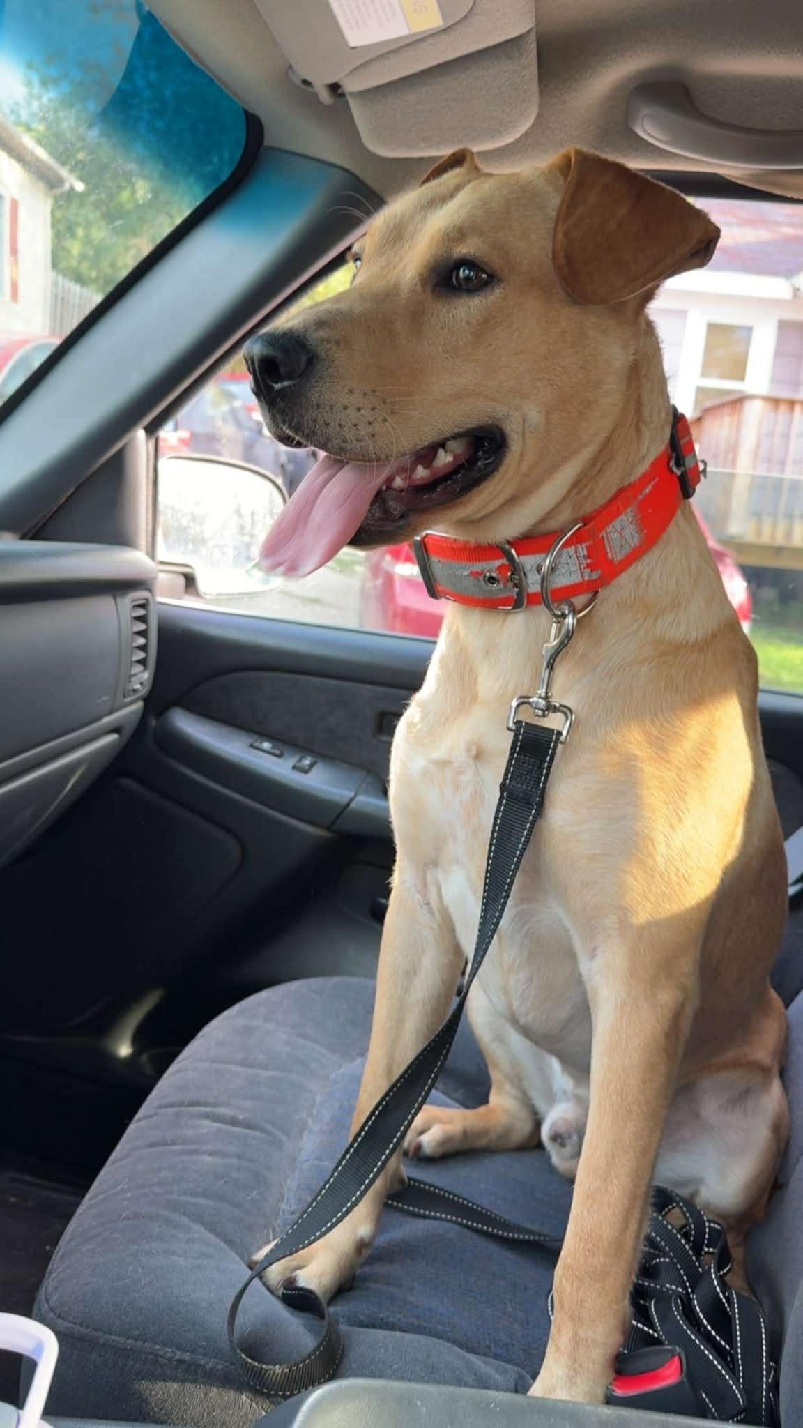 Bowman - COURTESY LISTING FOR OWNER, a ADOPTABLE mixed breed in Valley City, ND image 2/4