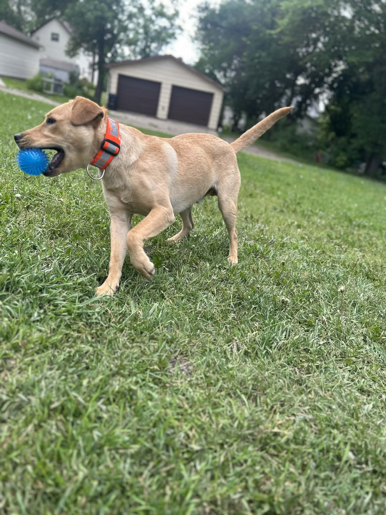 Bowman - COURTESY LISTING FOR OWNER, a ADOPTABLE mixed breed in Valley City, ND image 4/4