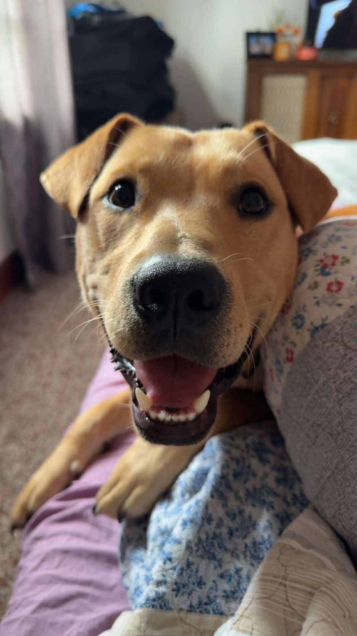 Bowman - COURTESY LISTING FOR OWNER, a ADOPTABLE mixed breed in Valley City, ND image 3/4