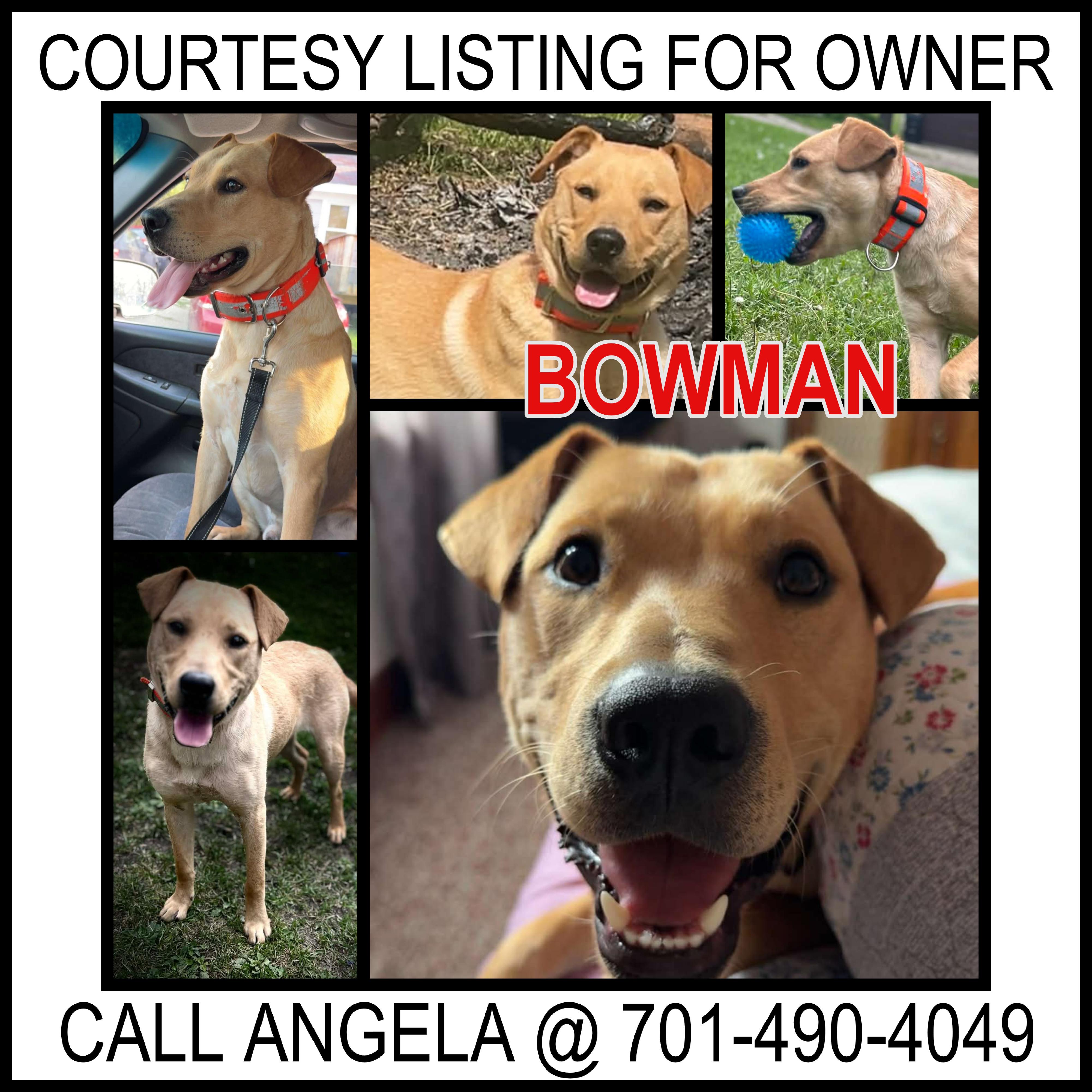 Bowman - COURTESY LISTING FOR OWNER, ADOPTABLE, Young Male Australian Kelpie.