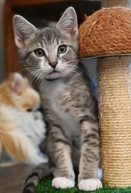 Charlie W, a ADOPTABLE Domestic Short Hair in Fair Oaks, CA image 3/3