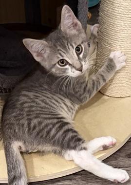 Charlie W, a ADOPTABLE Domestic Short Hair in Fair Oaks, CA image 2/3