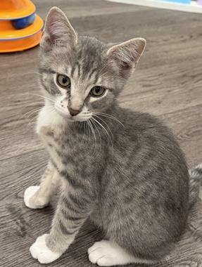Charlie W, ADOPTABLE, Kitten Male Domestic Short Hair.