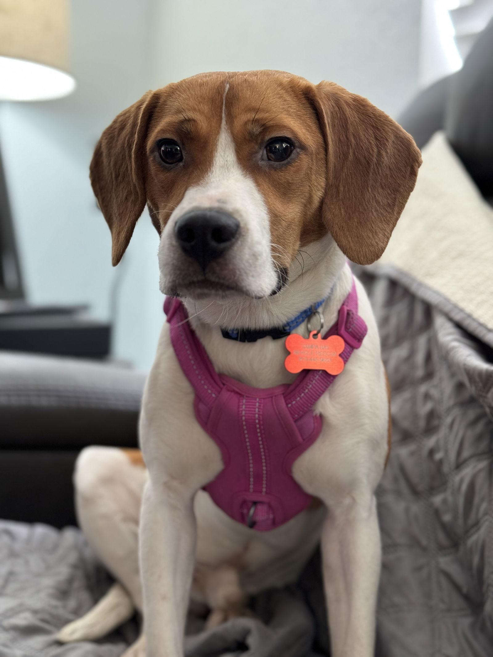 Enlarge Hank Williams, a Adopted Beagle in Tampa, FL image 1/1