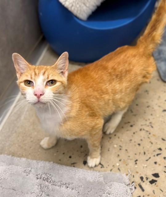 HAM SANDWICH ENERGY, Adoptable, Young Male Domestic Short Hair.