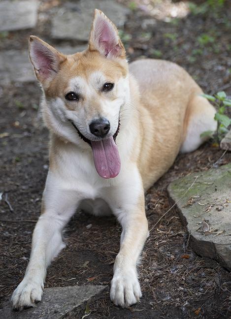 Roxy, Young Female Husky