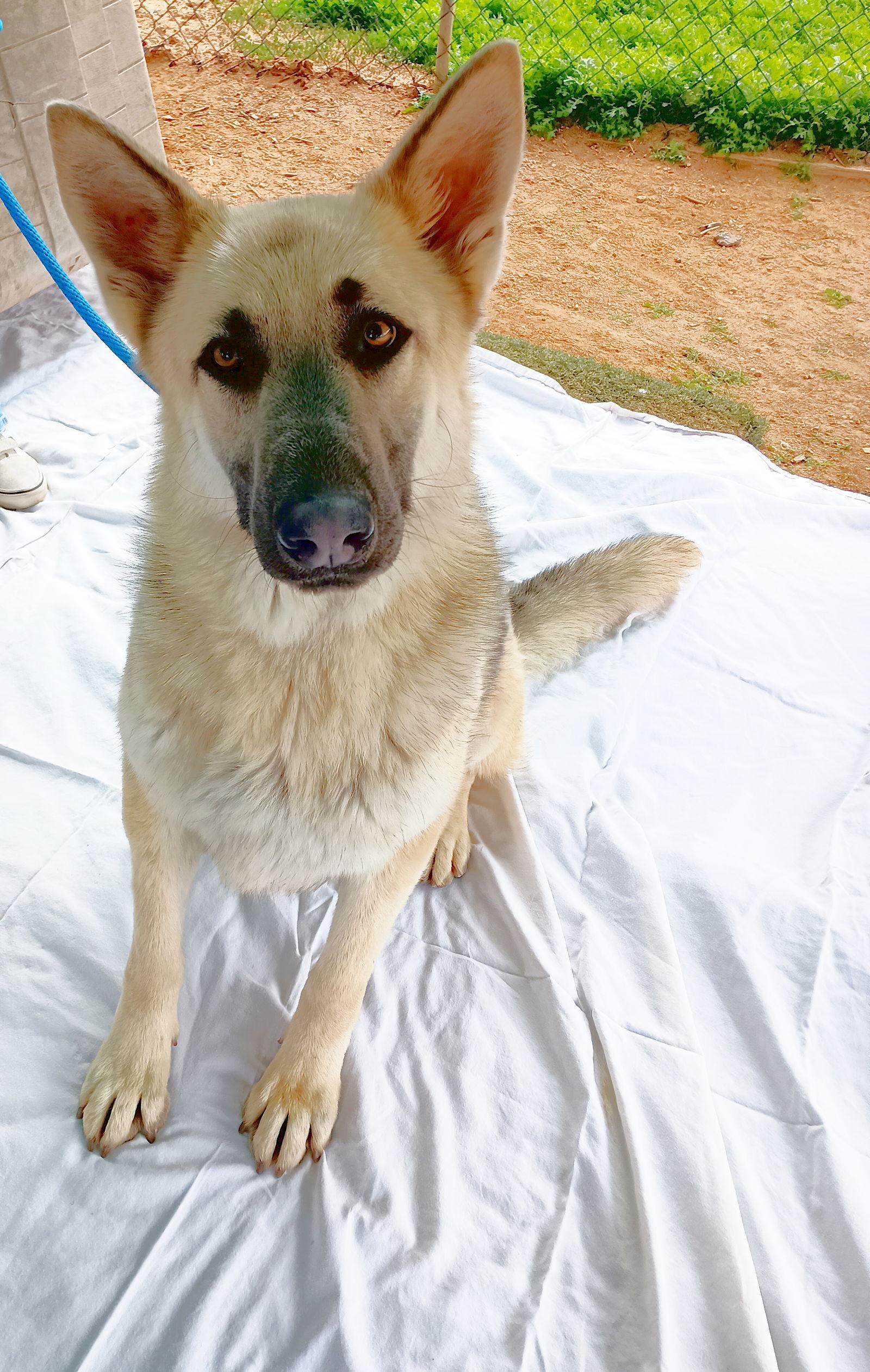 Dougie -, Adoptable, Young Male German Shepherd Dog.
