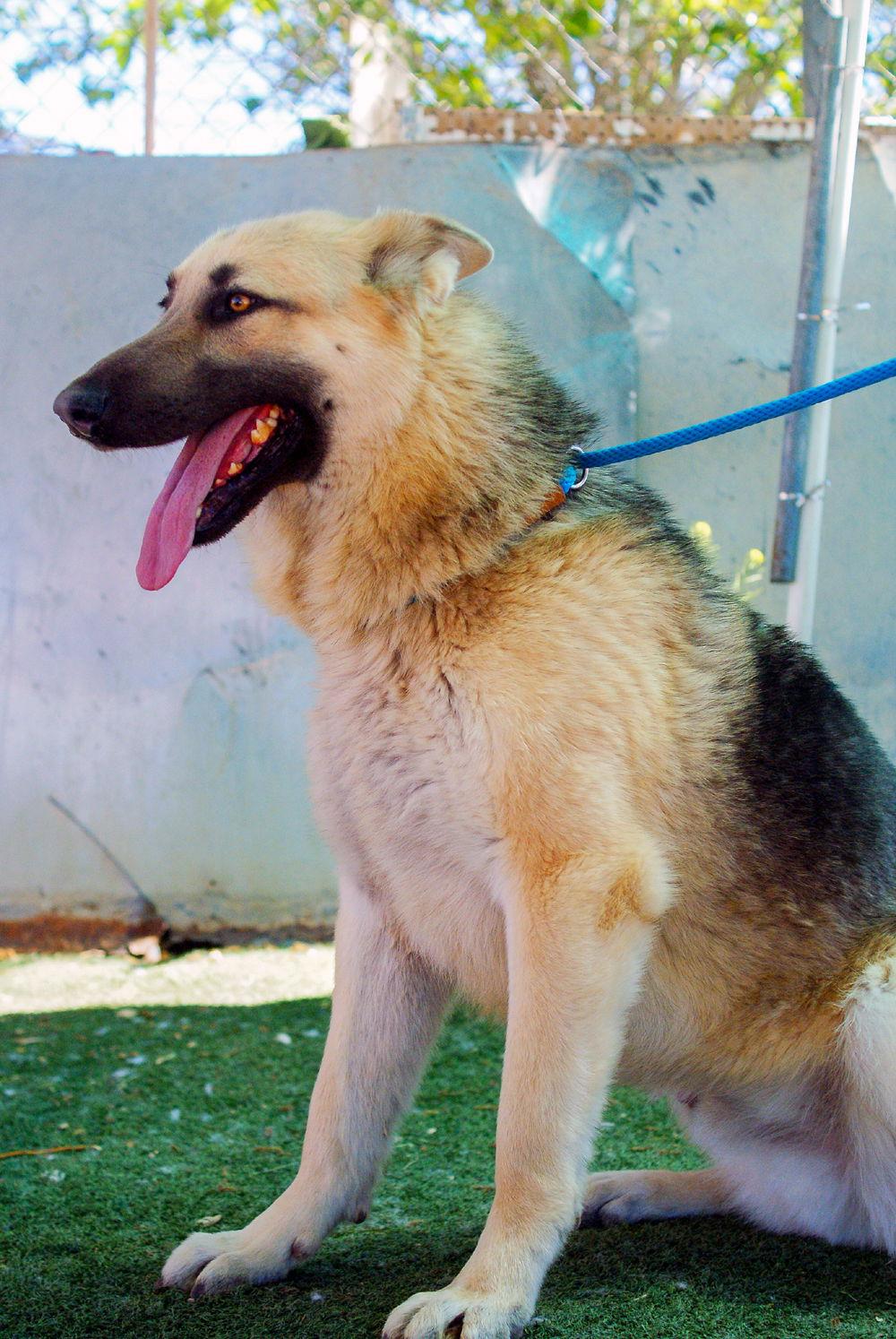Dougie -, a Adoptable German Shepherd Dog in Apple Valley, CA image 2/3