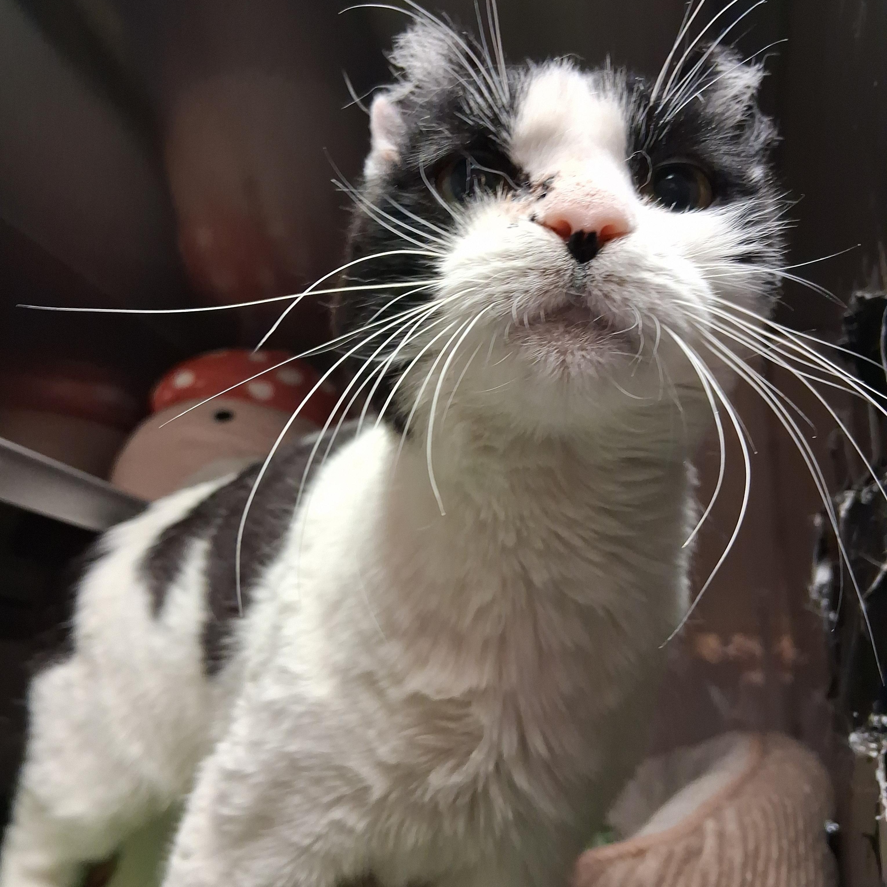 Enlarge Earl, a Adoptable Domestic Short Hair in Moscow, ID image 1/3