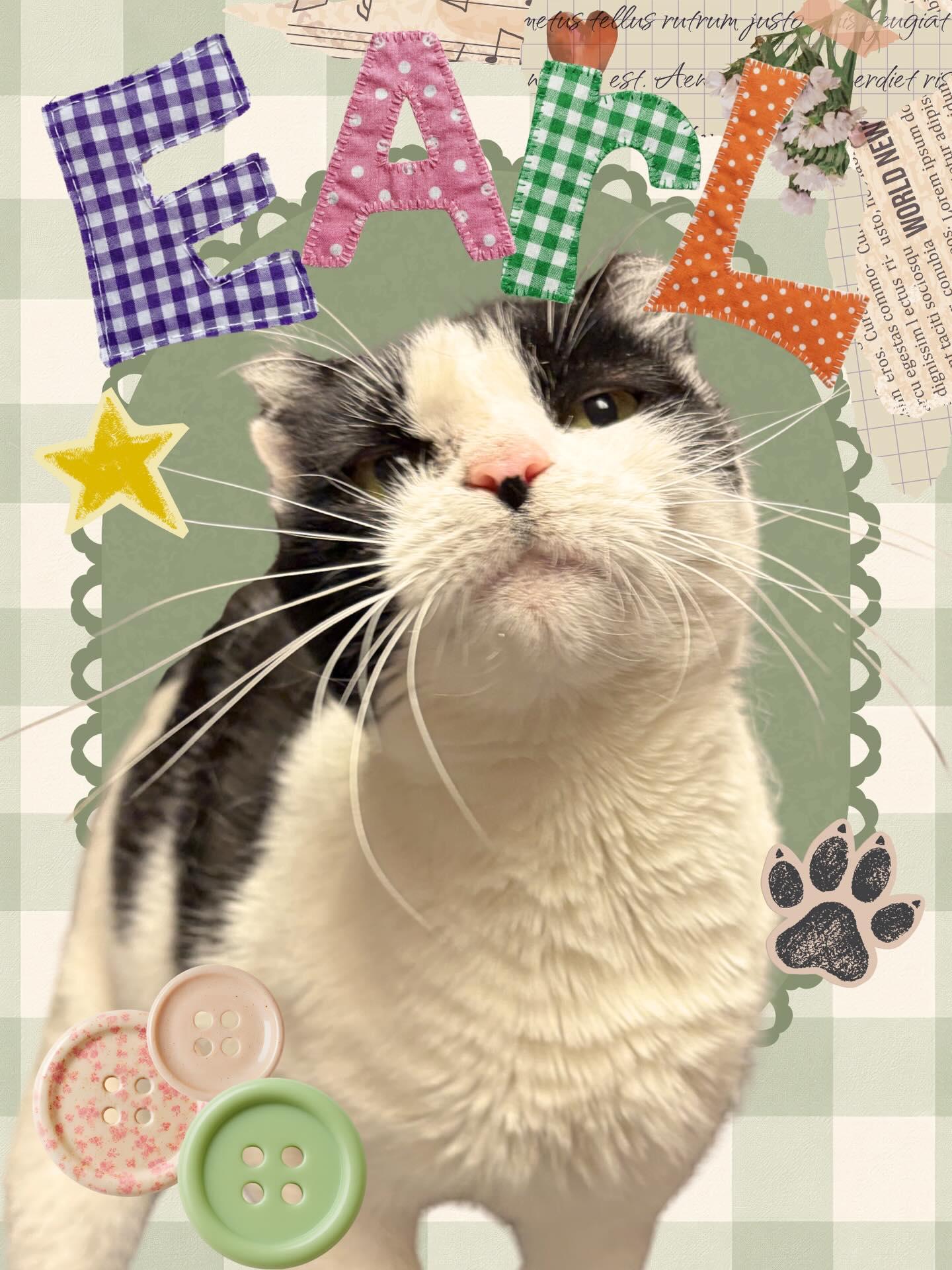 Enlarge Earl, a Adoptable Domestic Short Hair in Moscow, ID image 1/4