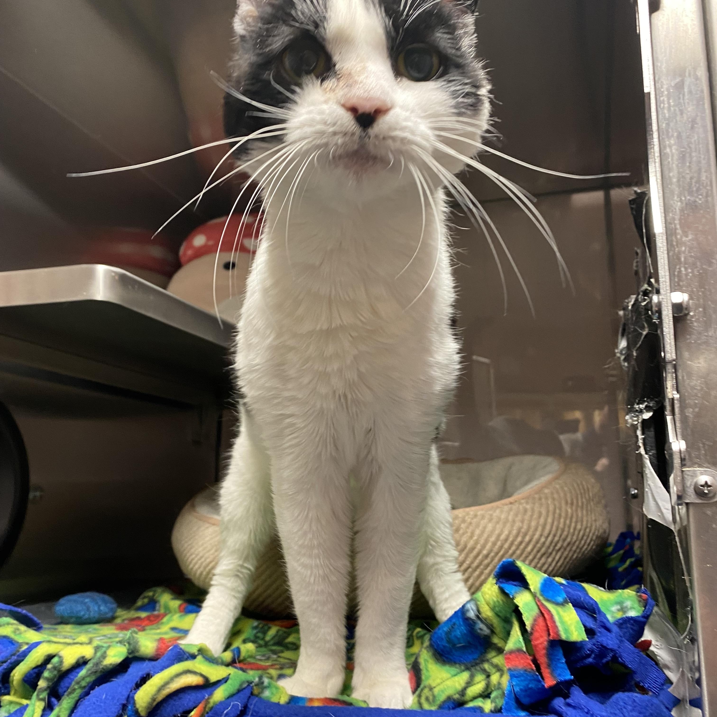 Enlarge Earl, a Adoptable Domestic Short Hair in Moscow, ID image 2/3