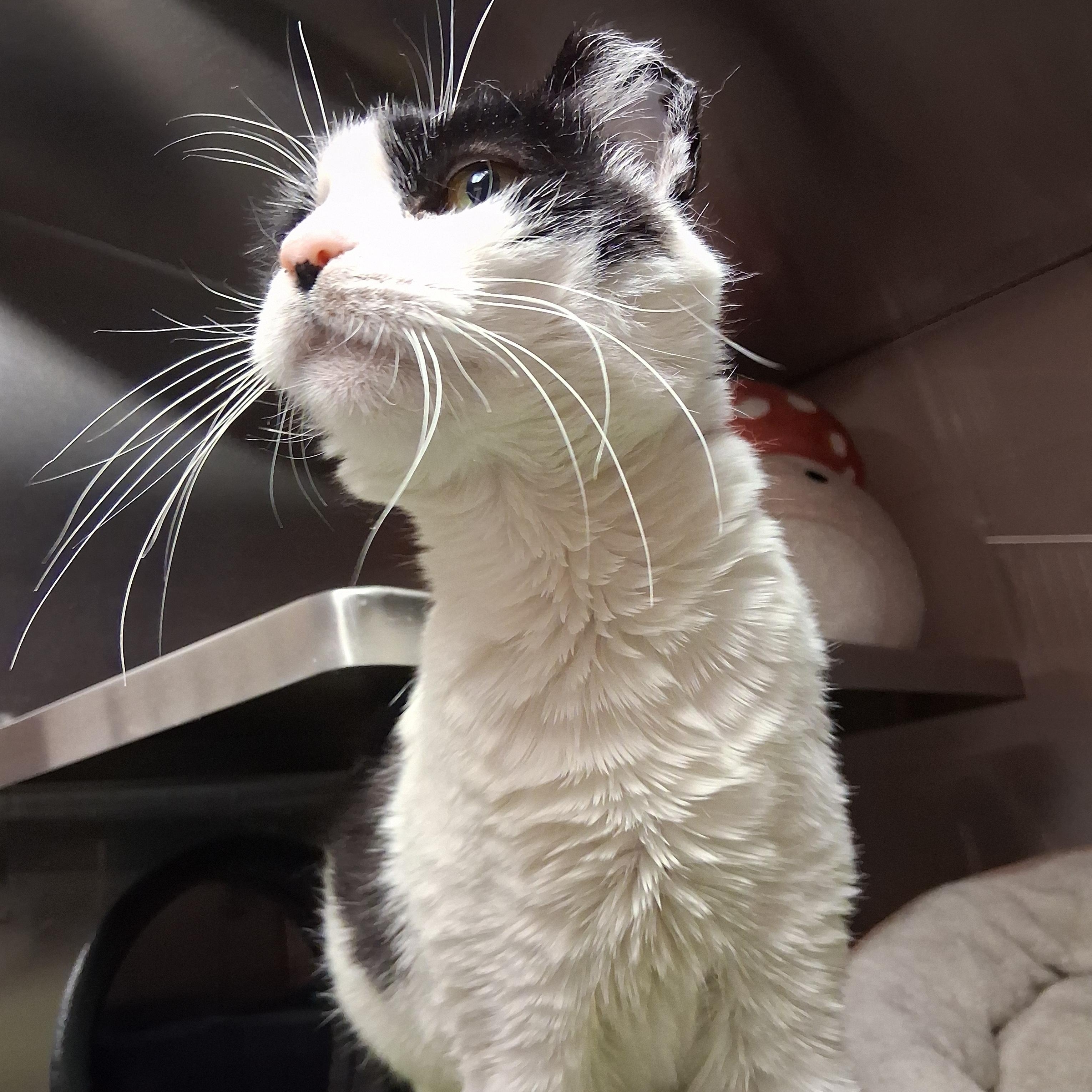 Enlarge Earl, a Adoptable Domestic Short Hair in Moscow, ID image 3/3