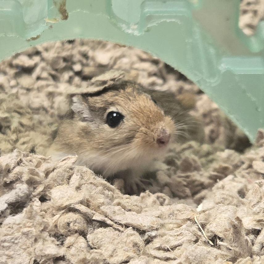 Antoine, Adoptable, Baby Male Gerbil.