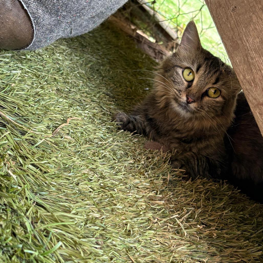 Ziggy, Adoptable, Adult Female Domestic Long Hair.