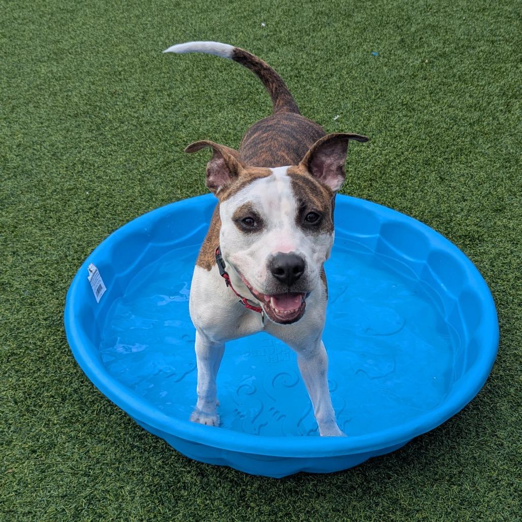 Bombyx Mori, a Adoptable Mixed Breed in Pittsburgh, PA image 1/6