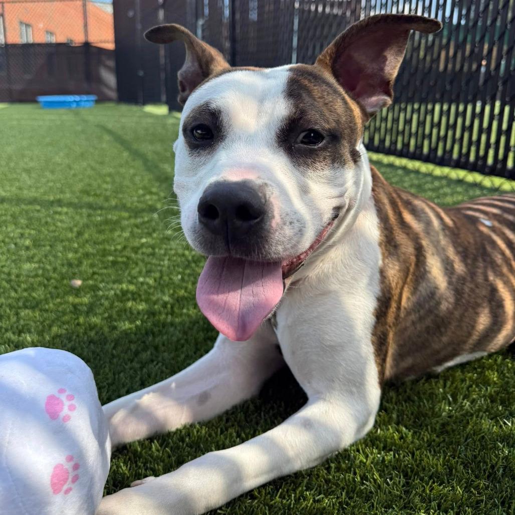 Bombyx Mori, a Adoptable Mixed Breed in Pittsburgh, PA image 2/6
