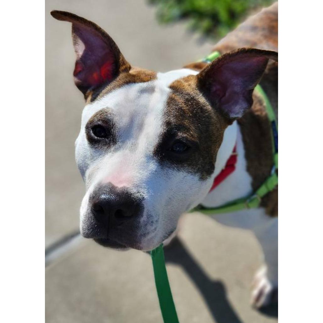 Bombyx Mori, a Adoptable Mixed Breed in Pittsburgh, PA image 4/6