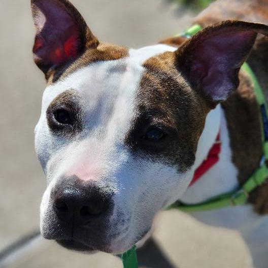 Bombyx Mori, a Adoptable Mixed Breed in Pittsburgh, PA image 5/6