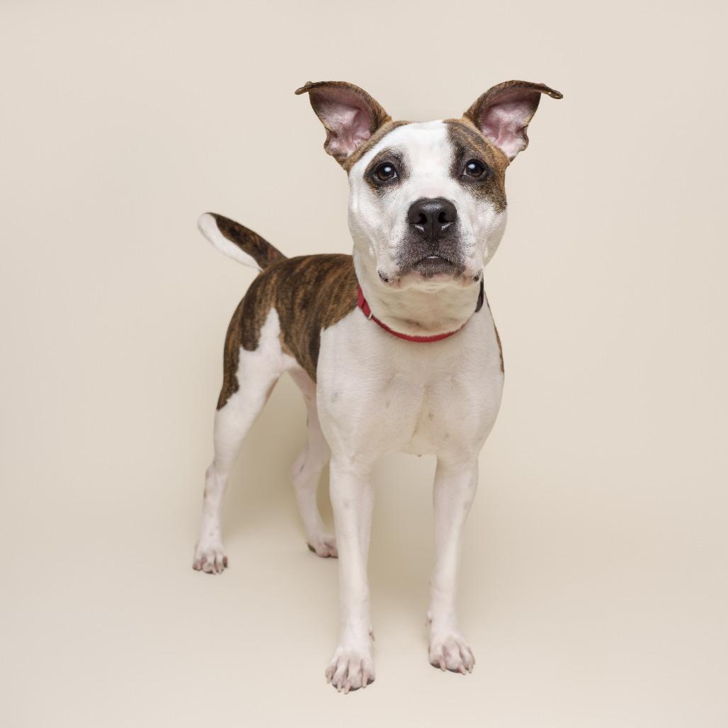 Bombyx Mori, a Adoptable Mixed Breed in Pittsburgh, PA image 6/6